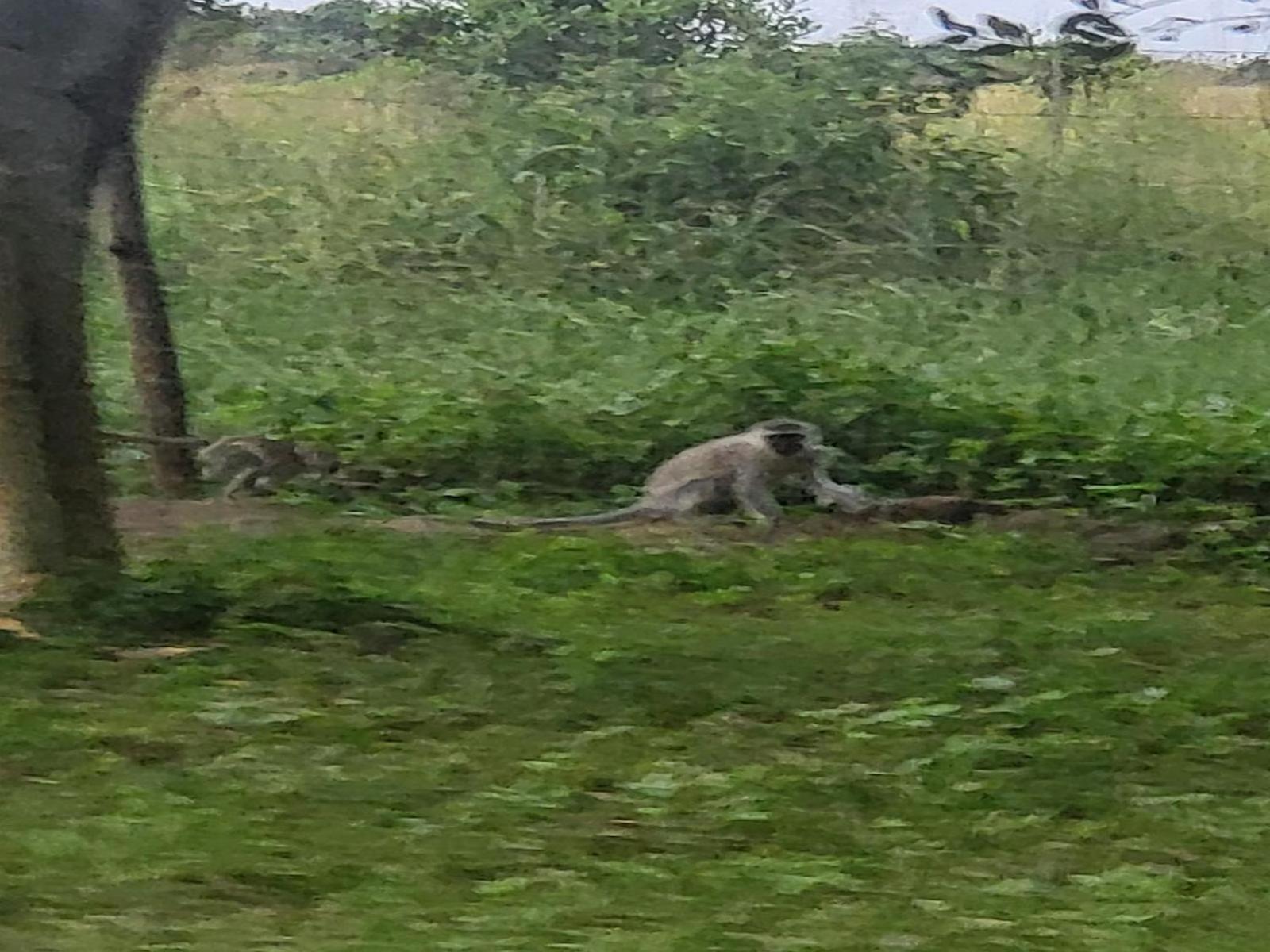 Ihlozi Bush Lodge 赫卢赫卢韦 外观 照片